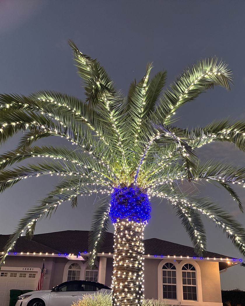 Single story home with C9 roofline and a wrapped palm at dusk